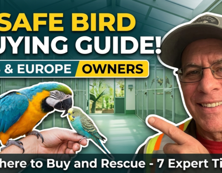 Where to Buy Pet Birds Safely