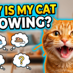 Why does my cat keep meowing