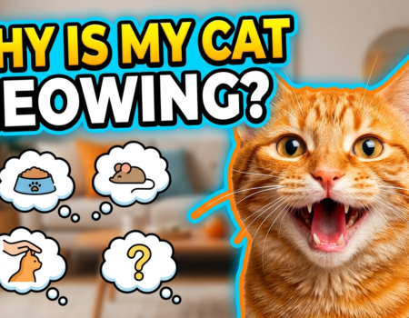 Why does my cat keep meowing