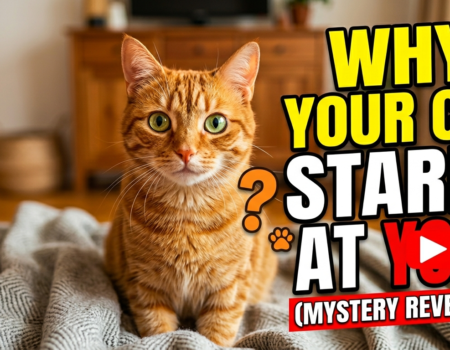 Why your cat stares at you
