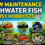 Low Maintenance Freshwater Fish
