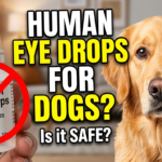 Can You Use Human Eye Drops on Dogs