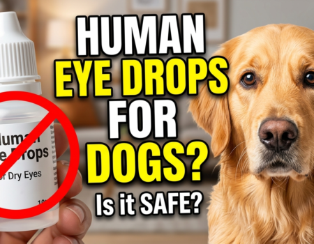 Can You Use Human Eye Drops on Dogs