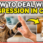 Deal With Aggression In Cats