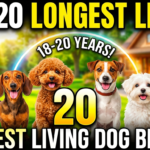 Top 20 longest living dog breeds