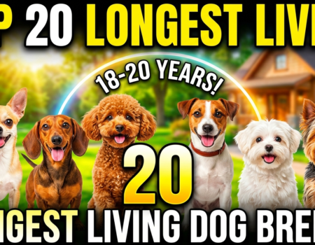 Top 20 longest living dog breeds