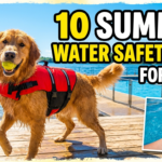 10 Summer Water Safety Tips for Dogs
