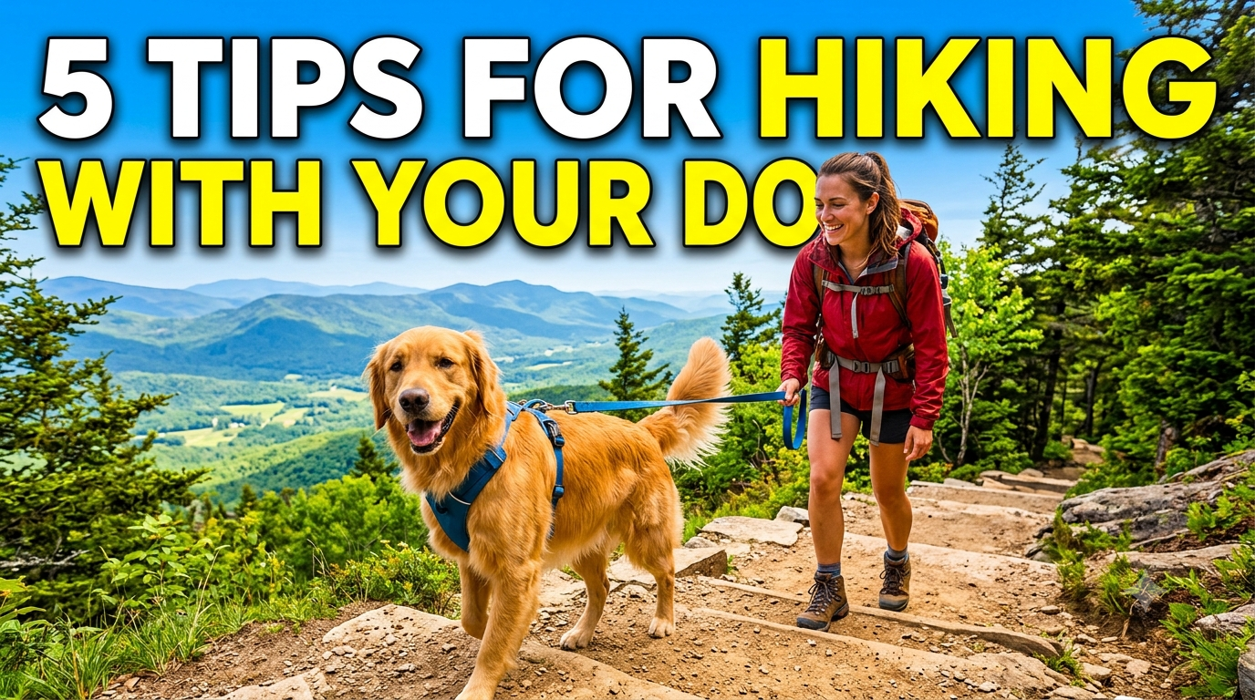 A healthy dog standing on a rock overlooking a forested hiking trail