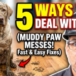 5 Ways How to Deal with Muddy Dog Paws