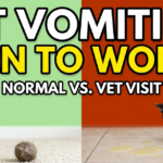 Cat Vomiting