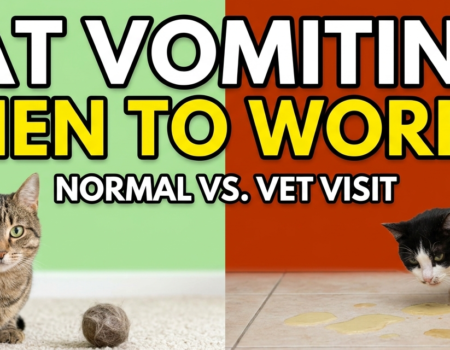 Cat Vomiting
