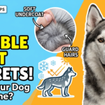 Different Types of Dog Coats