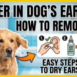 How to Remove Water from Your Dog’s Ears