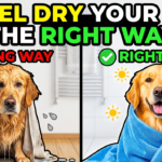 How to Towel Dry Your Dog the Right Way