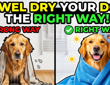 How to Towel Dry Your Dog the Right Way