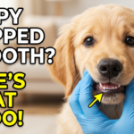So Your Puppy Chipped a Tooth