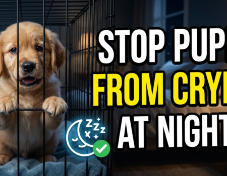 Stop Your Puppy from Crying in the Crate at Night