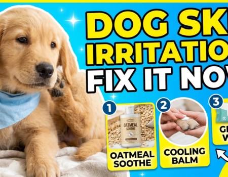 Tips for Treating Dog Skin Irritation After Grooming
