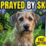 What To Do if Your Dog Gets Sprayed by a Skunk