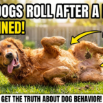 Why Do Dogs Roll Around After a Bath