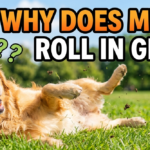 Why Does My Dog Roll In the Grass