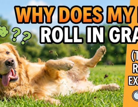 Why Does My Dog Roll In the Grass