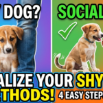4 Methods to Help Socialize Your Shy Dog