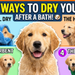 4 Methods For Drying Your Dog After A Bath