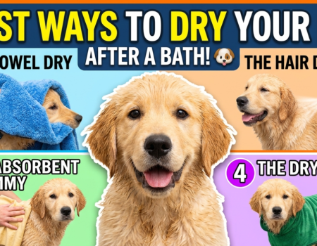 4 Methods For Drying Your Dog After A Bath