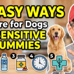 5 Easy Ways to Care for Dogs with Sensitive Tummies