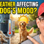 Is The Weather Affecting Your Dog's Mood