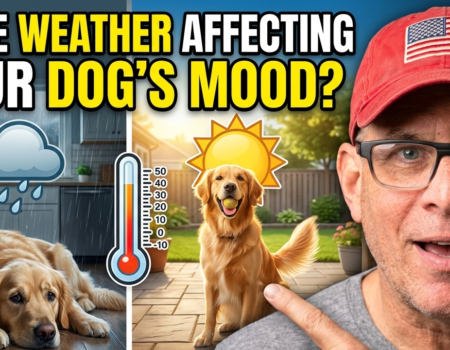Is The Weather Affecting Your Dog's Mood