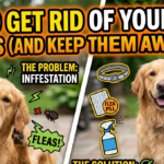 Get Rid of Your Dog’s Fleas and Keep