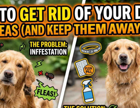 Get Rid of Your Dog’s Fleas and Keep