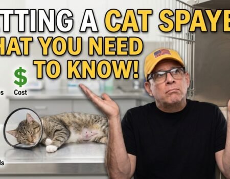 Getting a Cat Spayed