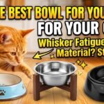 How to choose best bowl for your cat