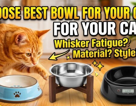 How to choose best bowl for your cat