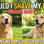Should I Shave My Dog In The Summer?