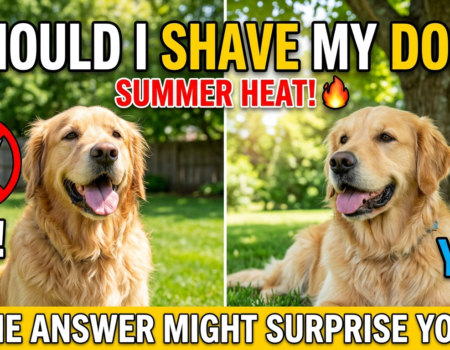 Should I Shave My Dog In The Summer?