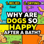 Why Are Dogs So Happy After a Bath