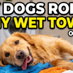 Why Does My Dog Roll On My Wet Towel or Clothes