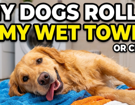 Why Does My Dog Roll On My Wet Towel or Clothes