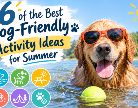 6 of the best dog-friendly activity ideas for summer