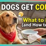 Can Dogs Get Colds