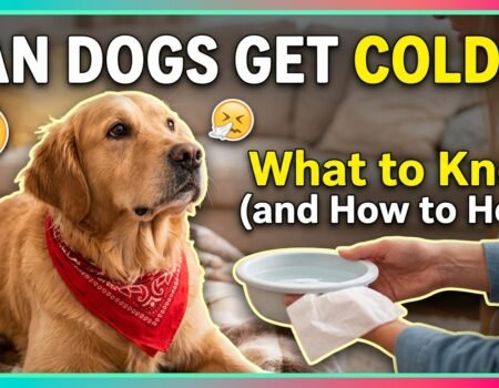Can Dogs Get Colds