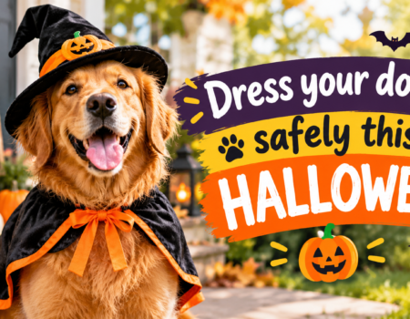 Dress your dog up safely this Halloween