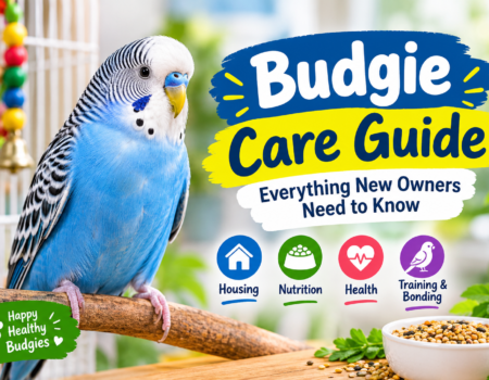 Budgie Care Guide