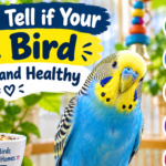 How to Tell if Your Pet Bird Is Happy and Healthy
