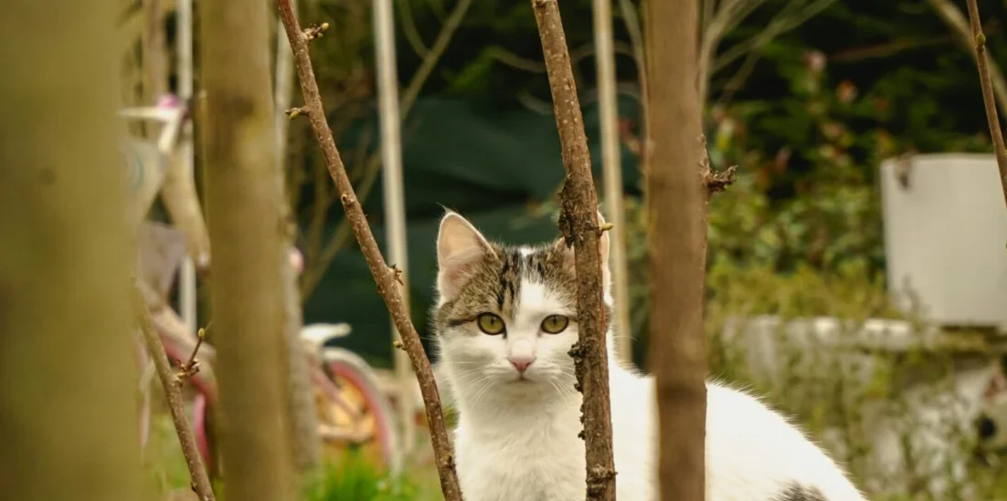 Pet-Friendly Gardening