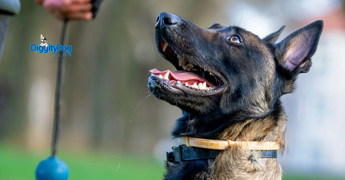 Best Guard Dogs for 2025